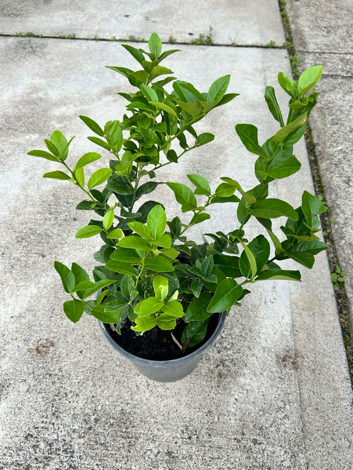 Sublime 5 L Pot