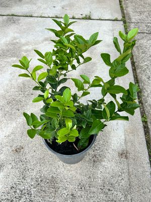 Sublime 5 L Pot