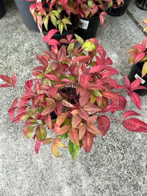 Nandina Domestica Blush 1.5 L