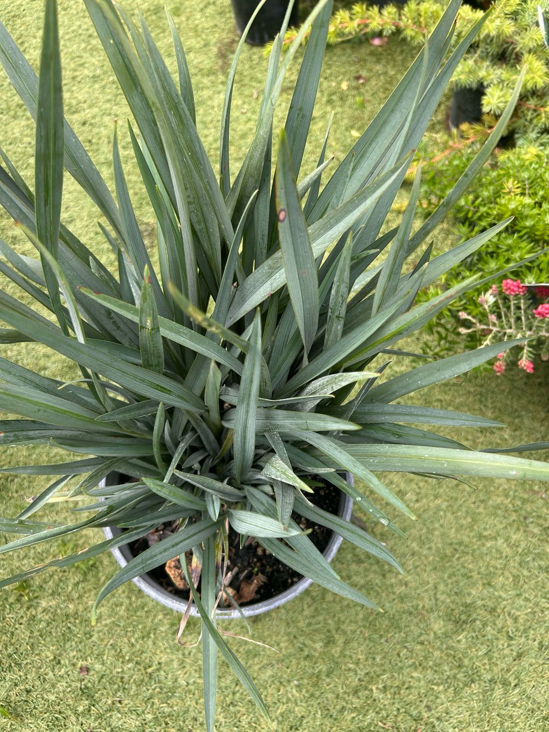 Dianella Casa Blue