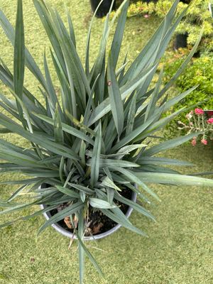 Dianella Casa Blue
