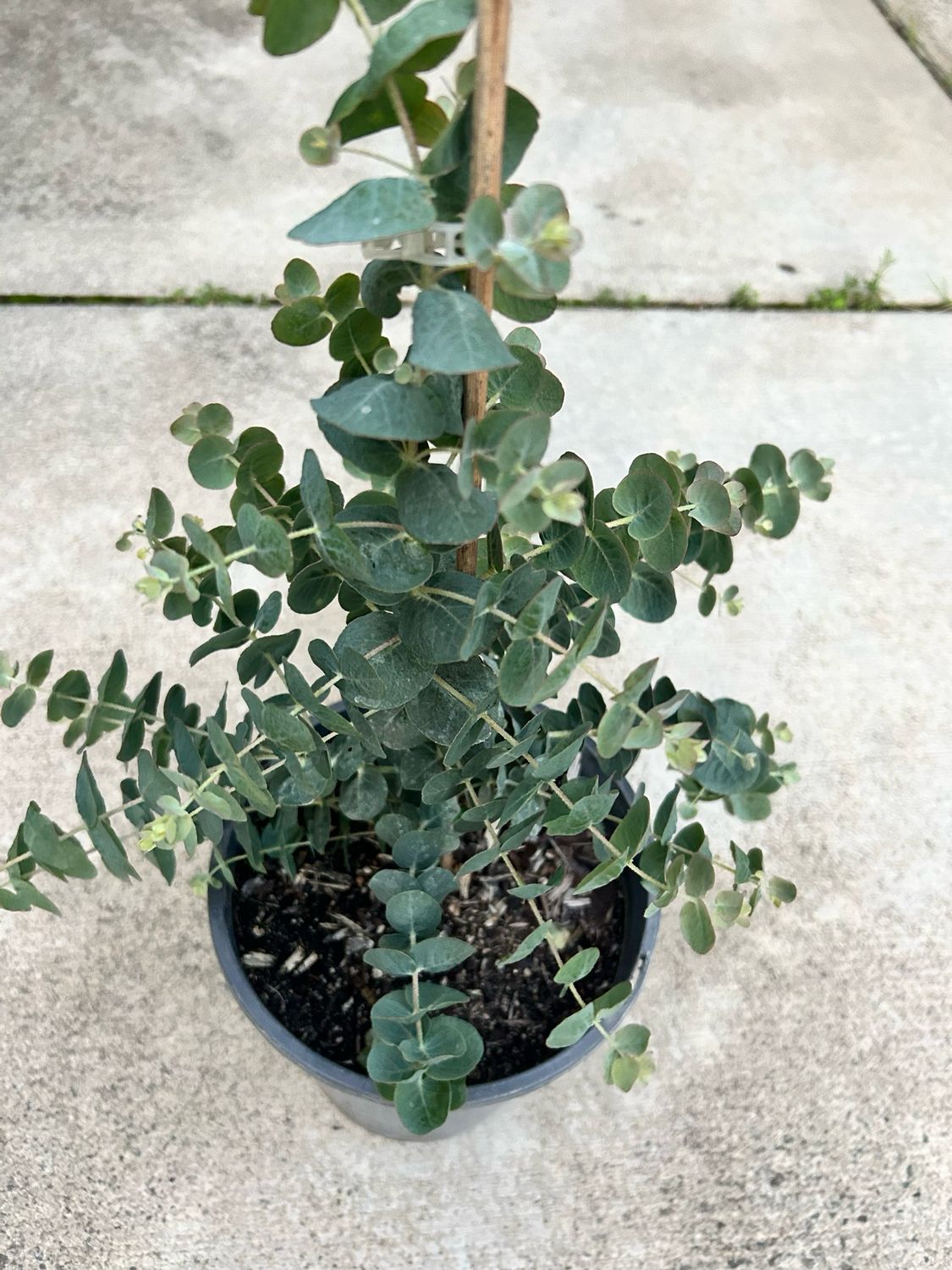 Eucalyptus Kruseana 5 L Pot