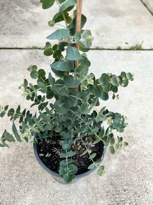 Eucalyptus Kruseana 5 L Pot