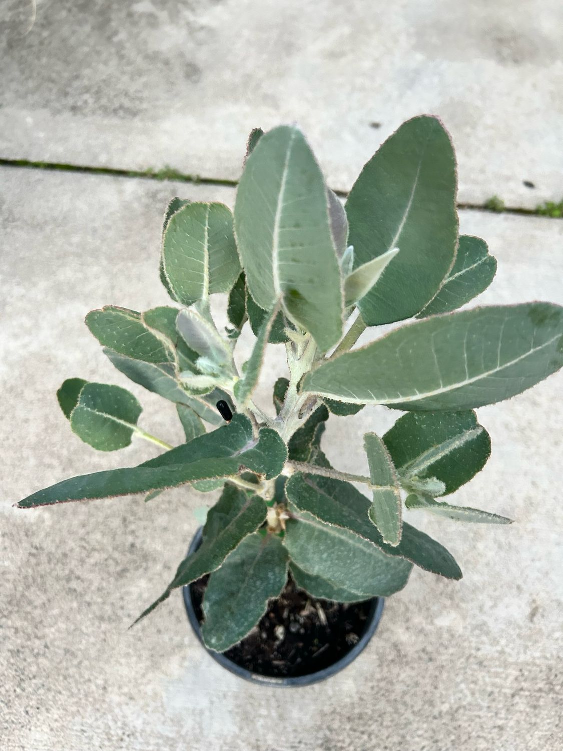 Eucalyptus Pleurocarpa 4L Pot