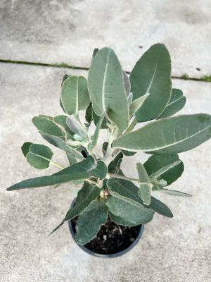 Eucalyptus Pleurocarpa 4L Pot