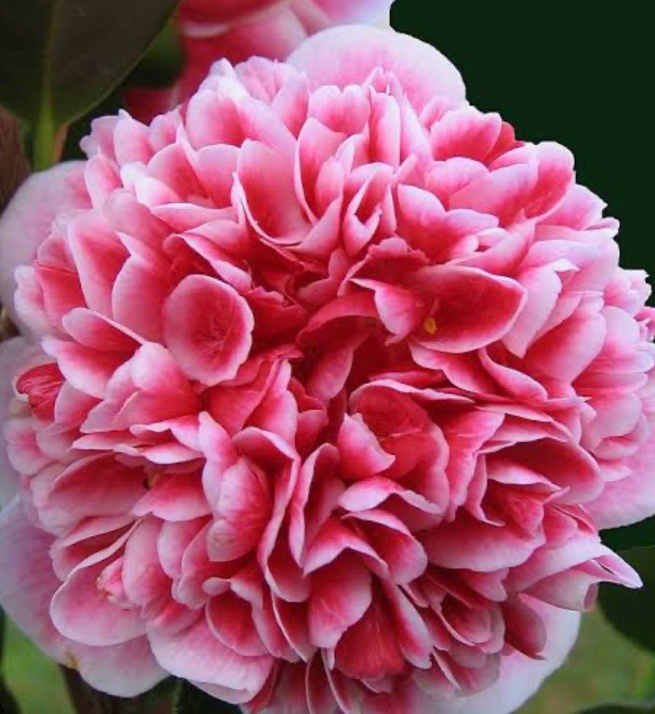 Camellia Japonica Volunteer 5 L Pot