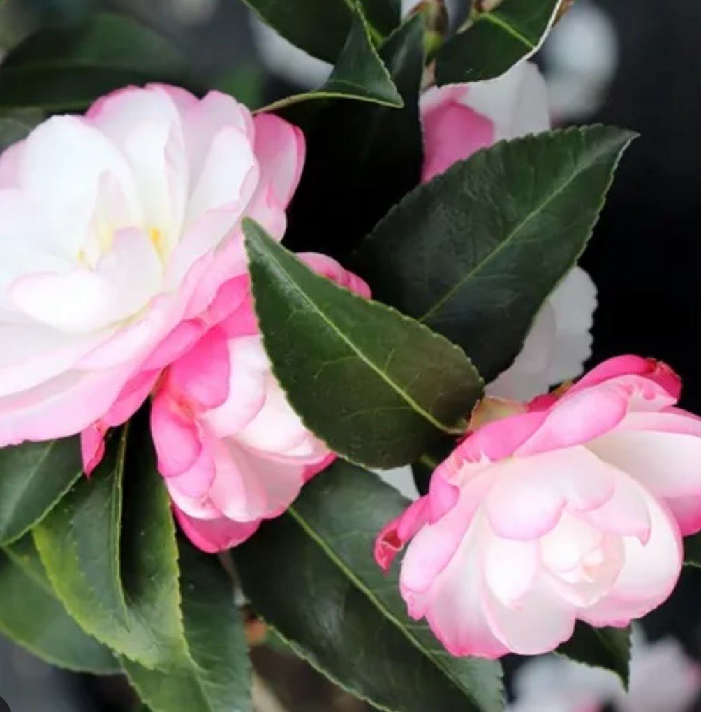 Camellia Paradise Pearl 1.5 L