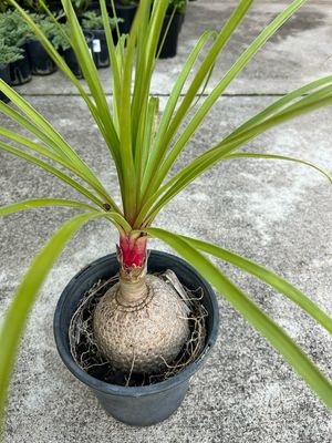 Ponytail Palm 4 L