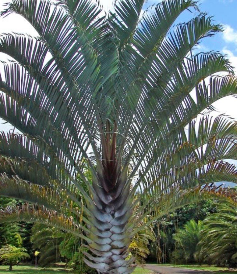 Triangle Palm 5 L