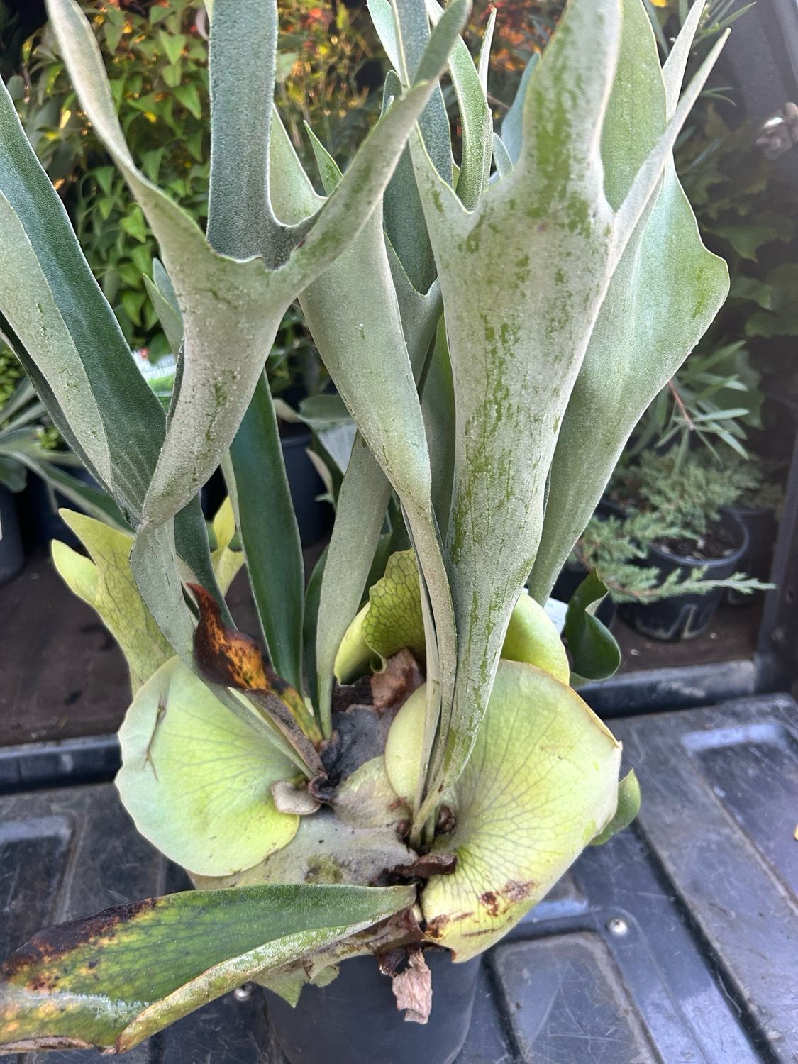 Stag horn Fern 4 L