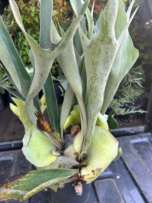 Stag horn Fern 4 L