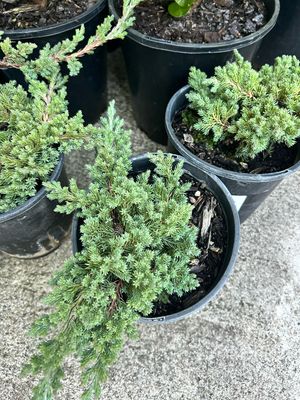Juniperus Nana 1.5 L