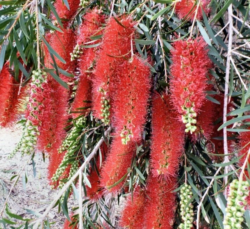 Callistemon Kings Park Special 5 L Pot
