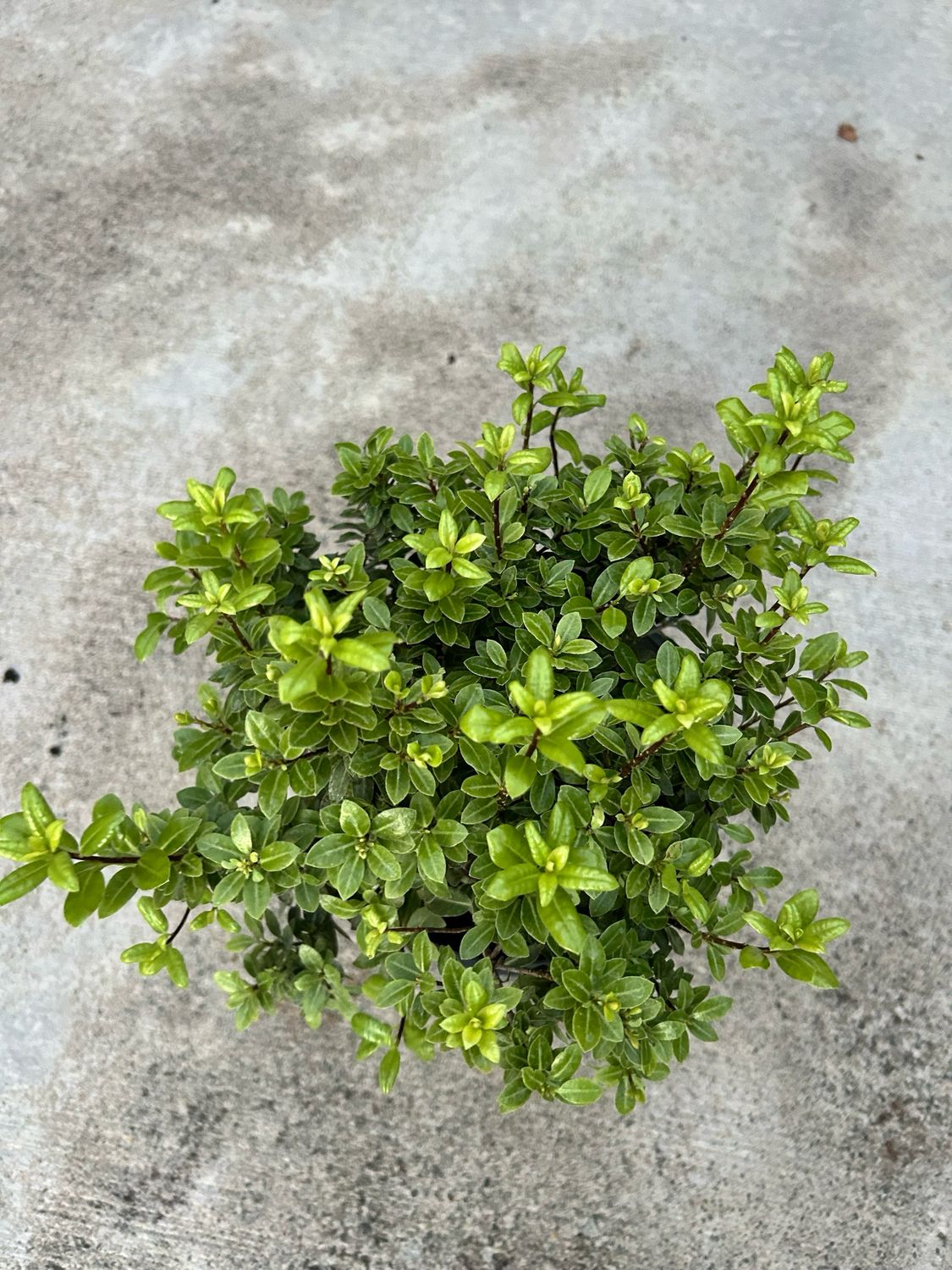 Pittosporum Golf Ball 5 L Pot