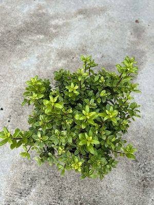 Pittosporum Golf Ball 5 L Pot