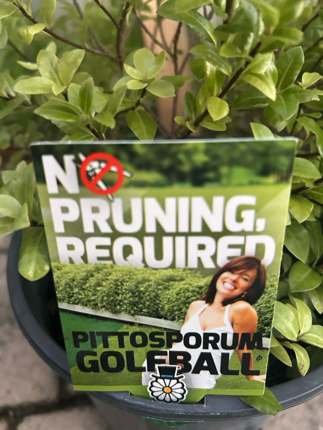 Pittosporum Golf Ball 5 L Pot