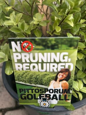 Pittosporum Golf Ball 5 L Pot