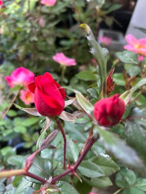 Rose Knockout Double Red 4 L Pot