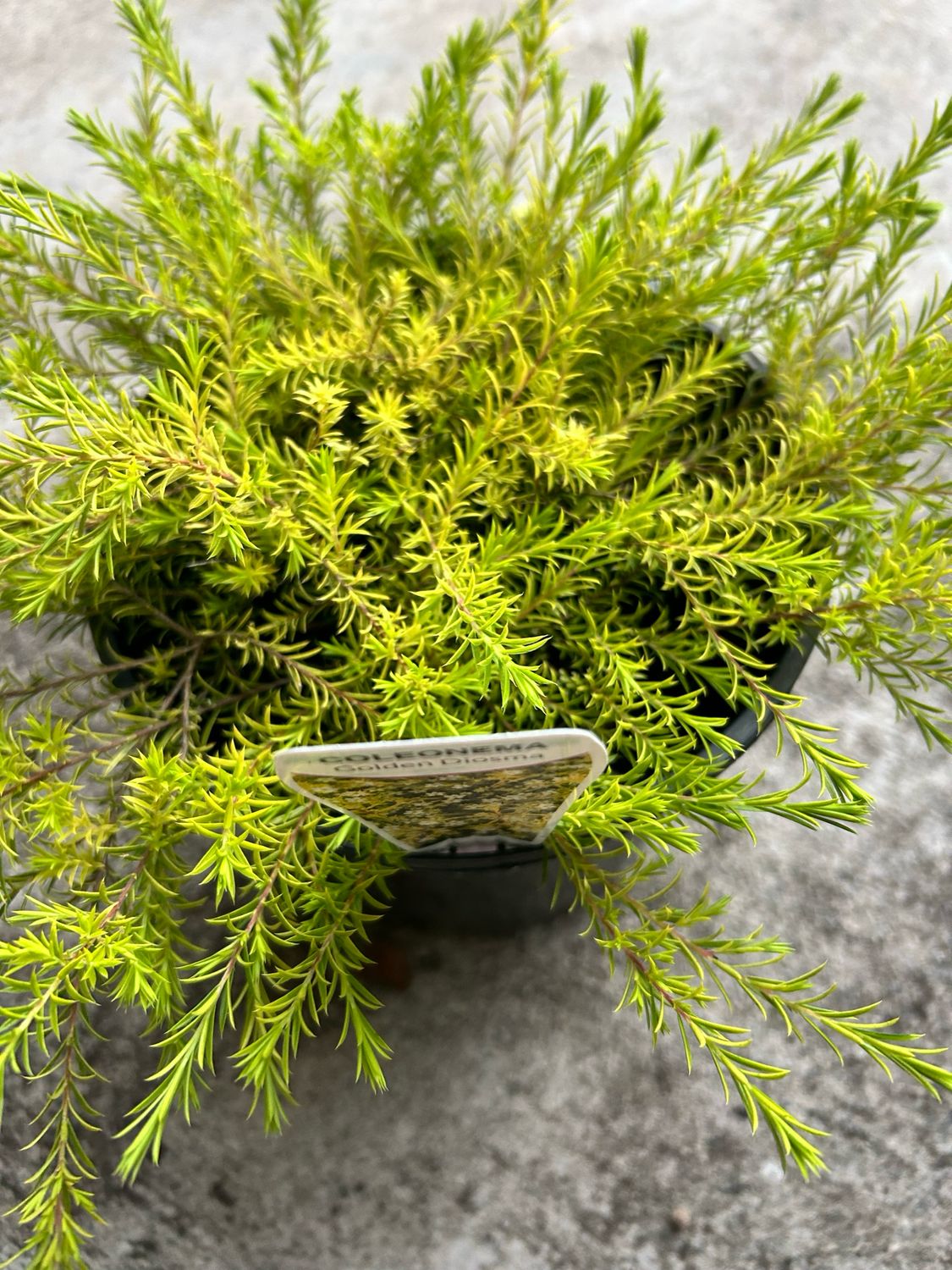 Coleonema Aurea Golden Diosma 4 L Pot