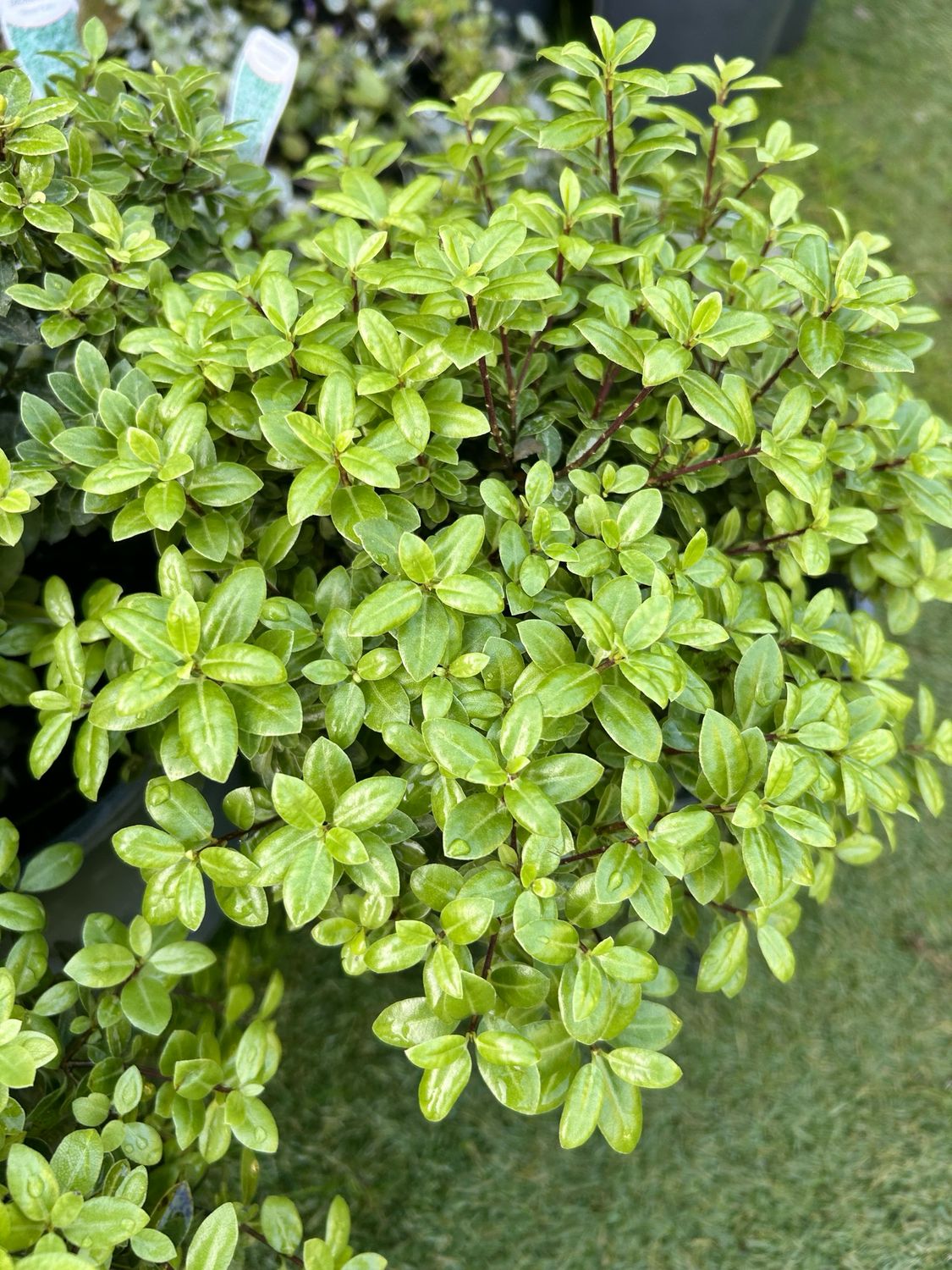 Pittosporum Golf Ball 5 L Pot