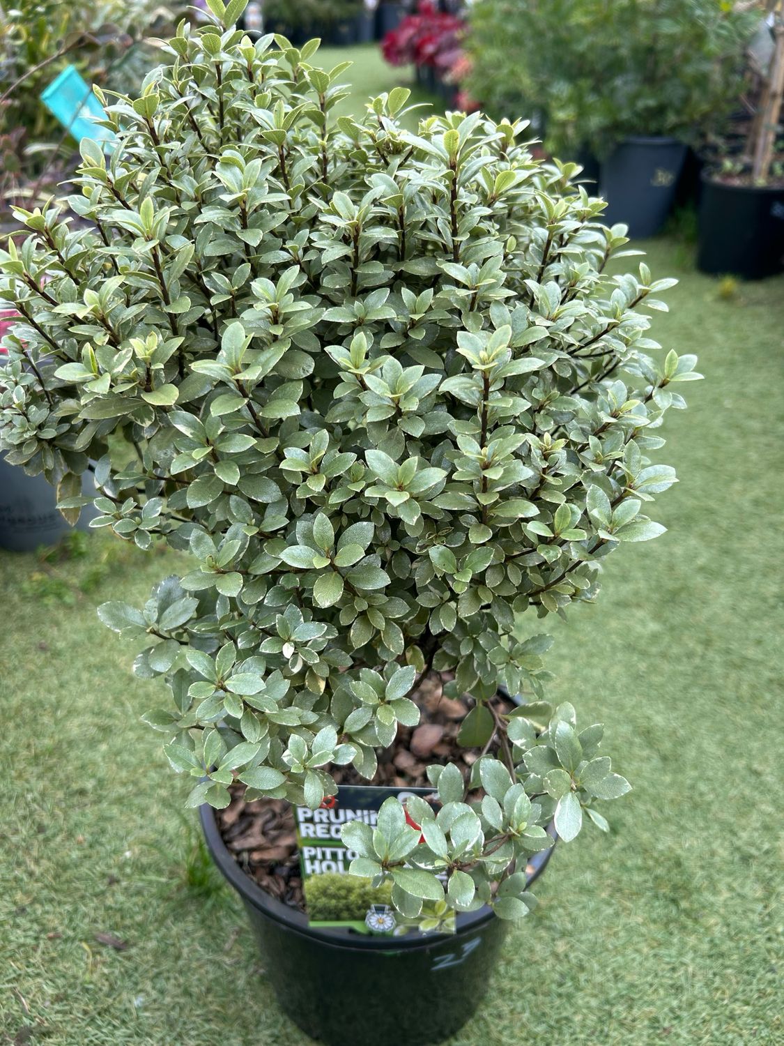 Pittosporum Hole In One 5 L Pot