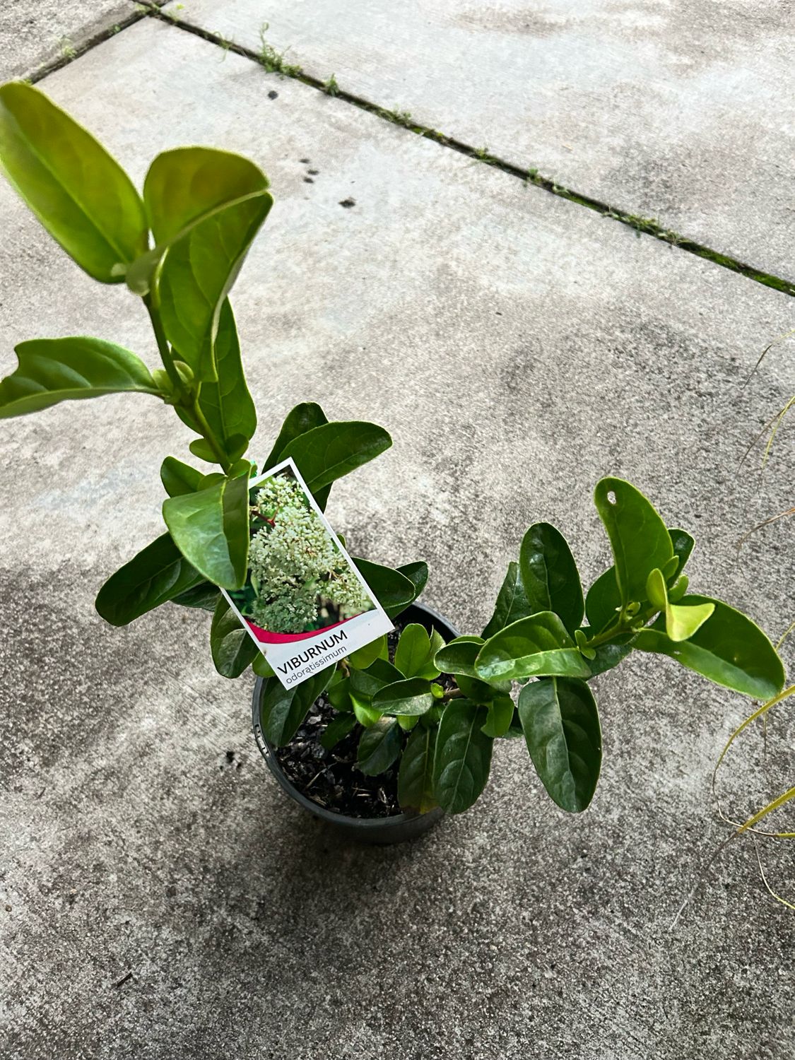 Viburnum Odoratissimum Or Sweet Viburnum 4 L Pot