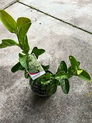 Viburnum Odoratissimum Or Sweet Viburnum 4 L Pot