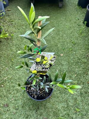 Olive Dwarf Garden Harvest 4 L Pot