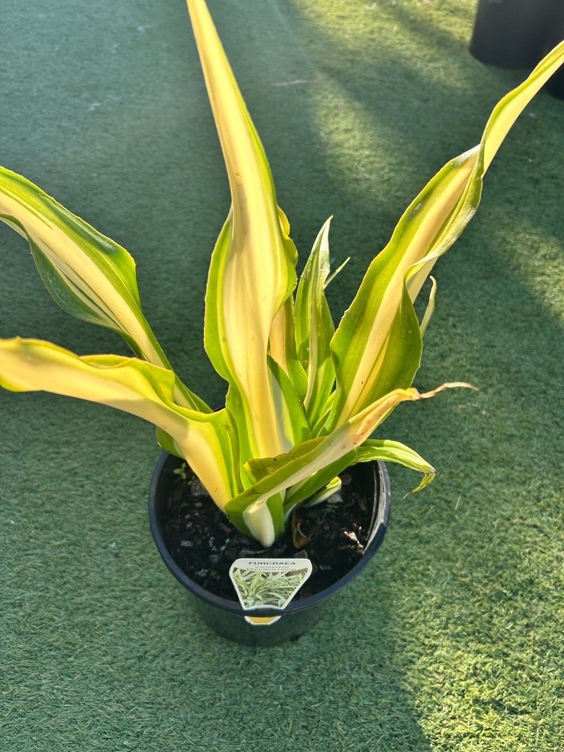 Variegated Mauritius Hemp 4 L Pot