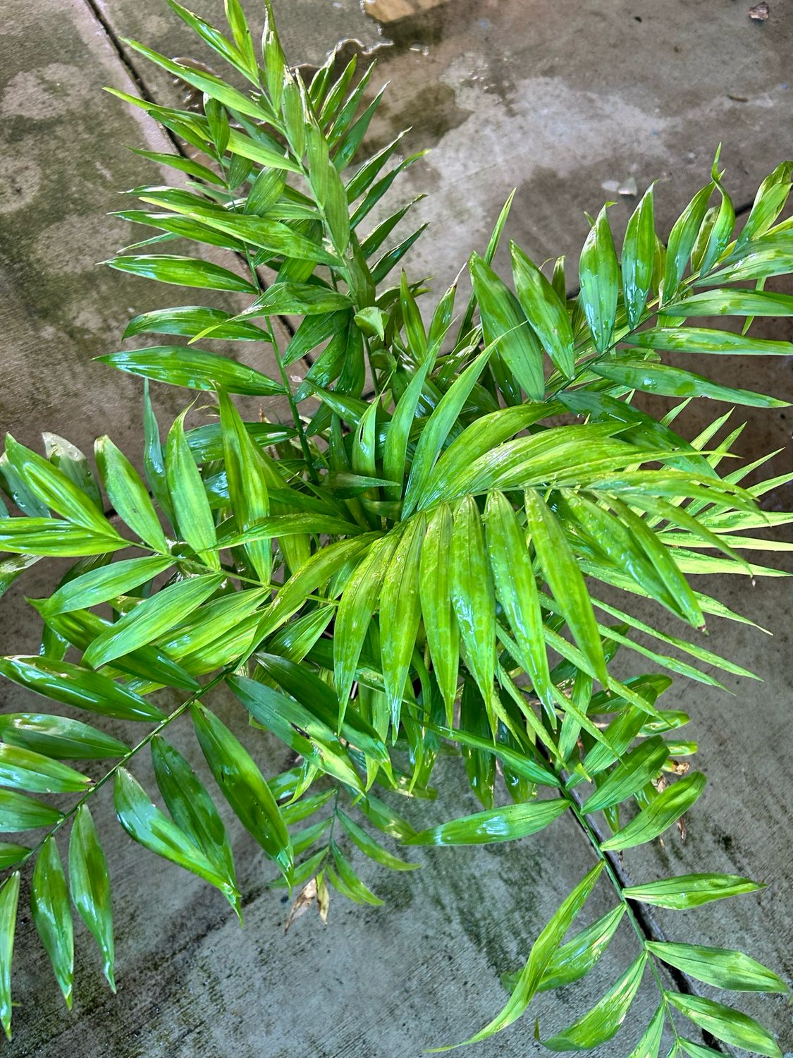 Parlour Palm 5 L Pot
