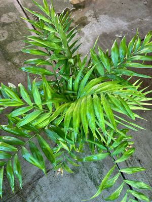 Parlour Palm 5 L Pot