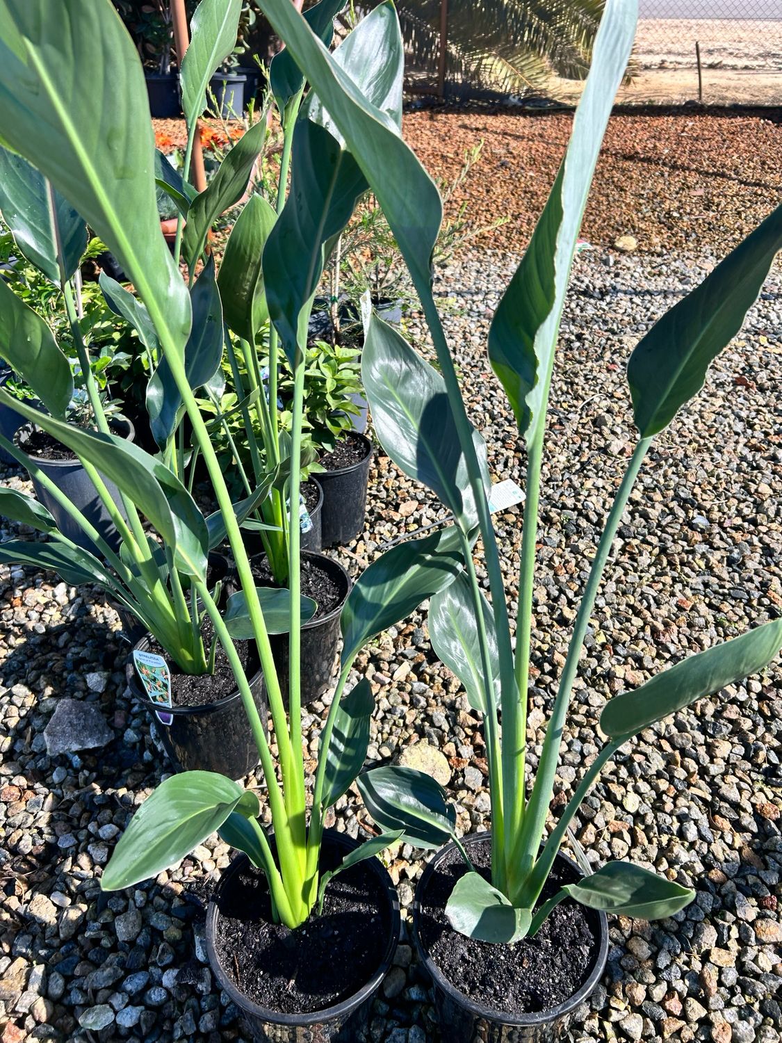 Orange Birds Of Paradise Or Strelitzia Reginae