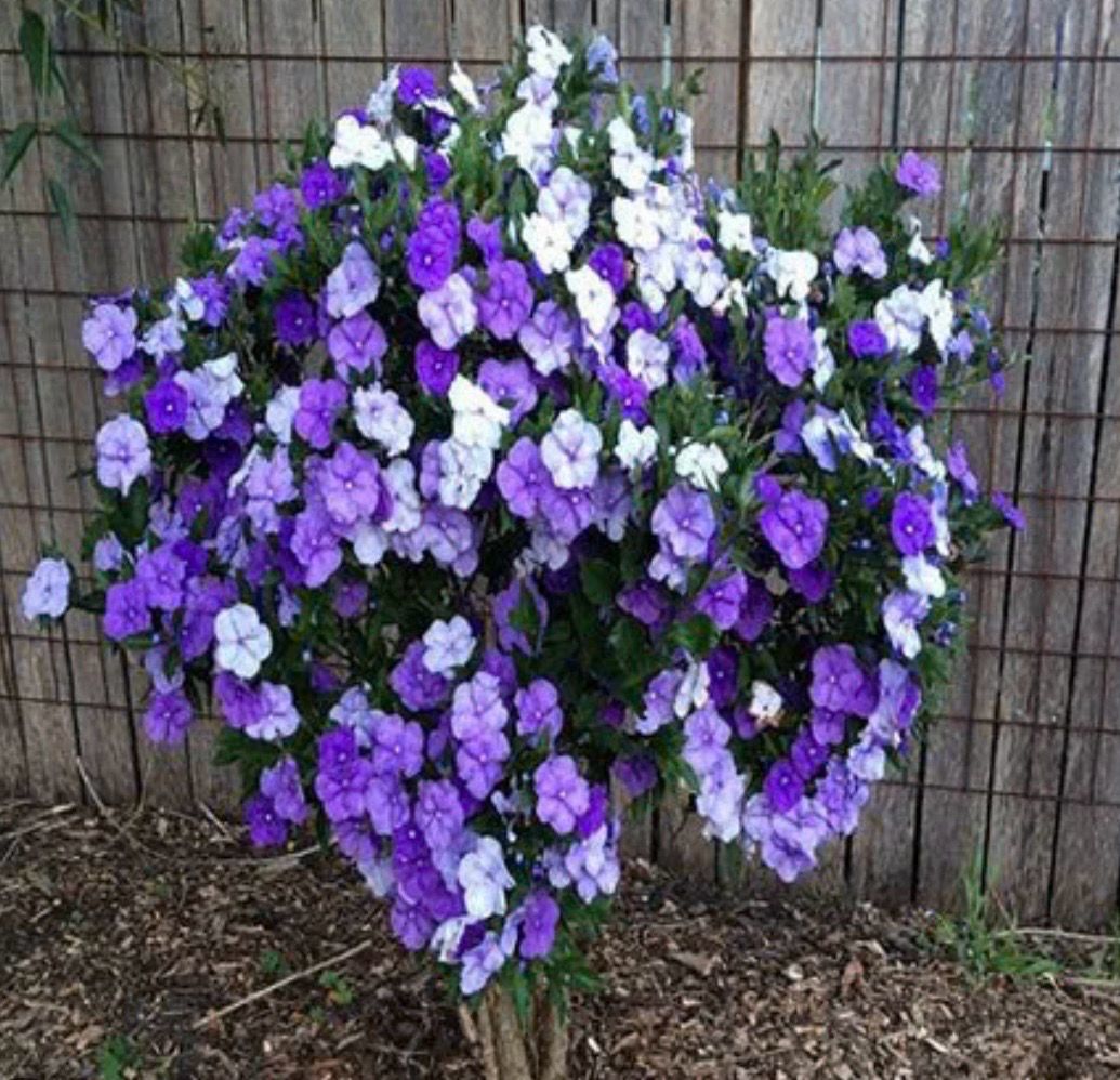 Sweet Petite Or Brunfelsia Or Dwarf Yesterday Today And Tomorrow 4 L Pot