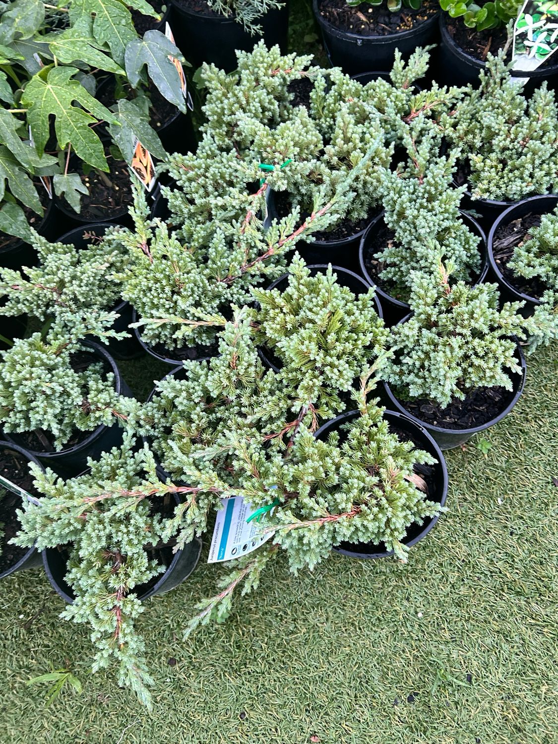 Nandina Nana 1.5 L Pot