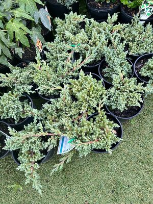 Juniper Nana 1.5 L Pot