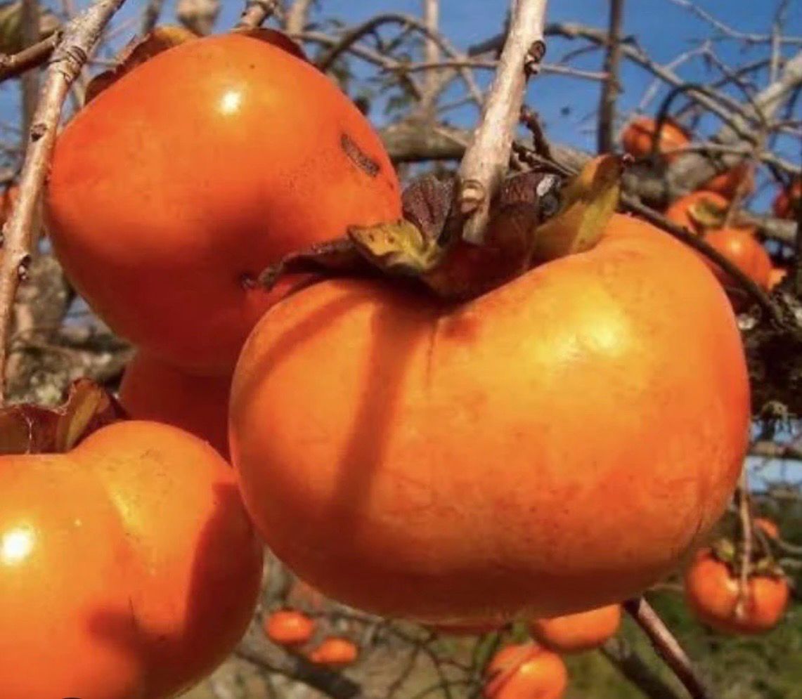 Persimmon Fuyu Grafted 300 ml Advance