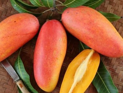 Mango King Thai