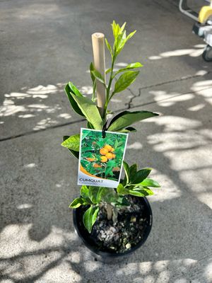 Calamondin Cumquat Grafted 5 L Pot
