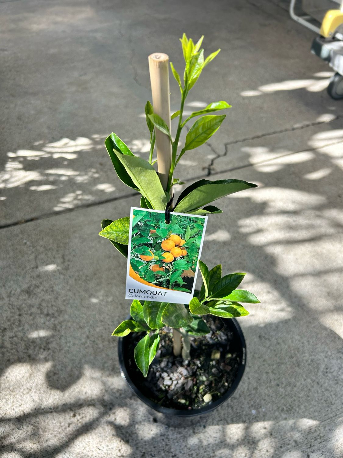 Calamondin Cumquat 5 L Pot