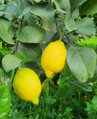 Verna Lemon Grafted 5 L Pot
