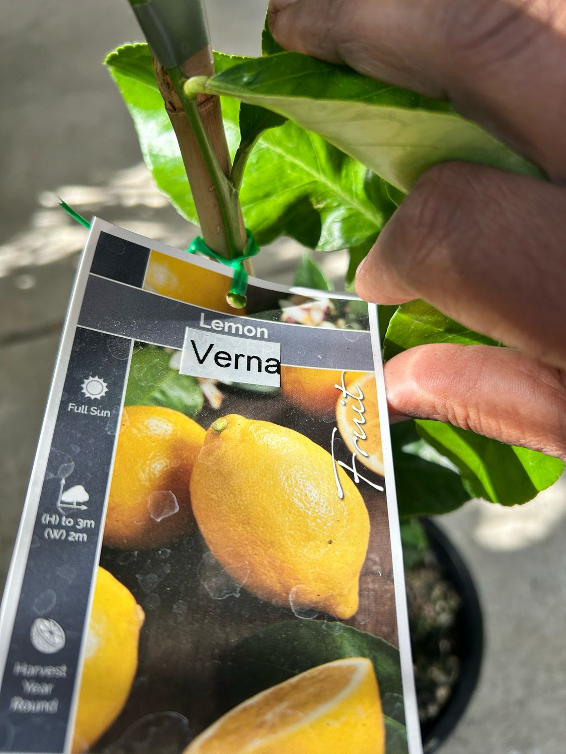 Verna Lemon Grafted 5 L Pot