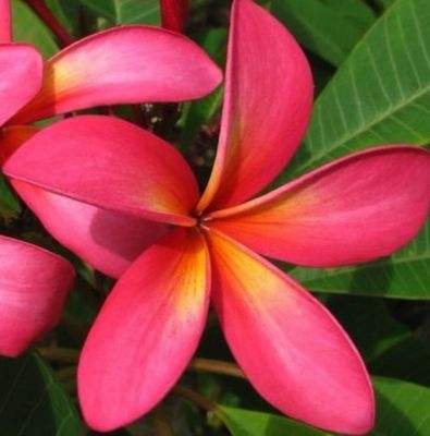 Plumeria Tequila Sunrise 5 L