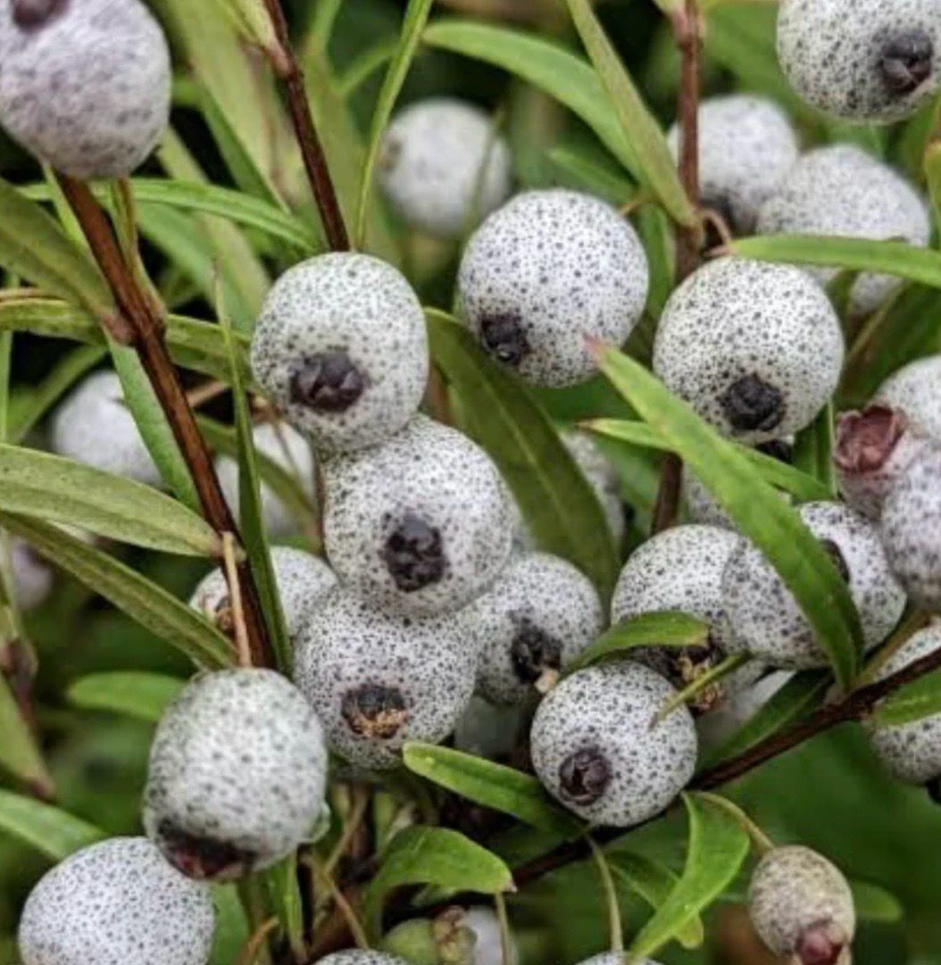 Midyim Berry 4 L Pot