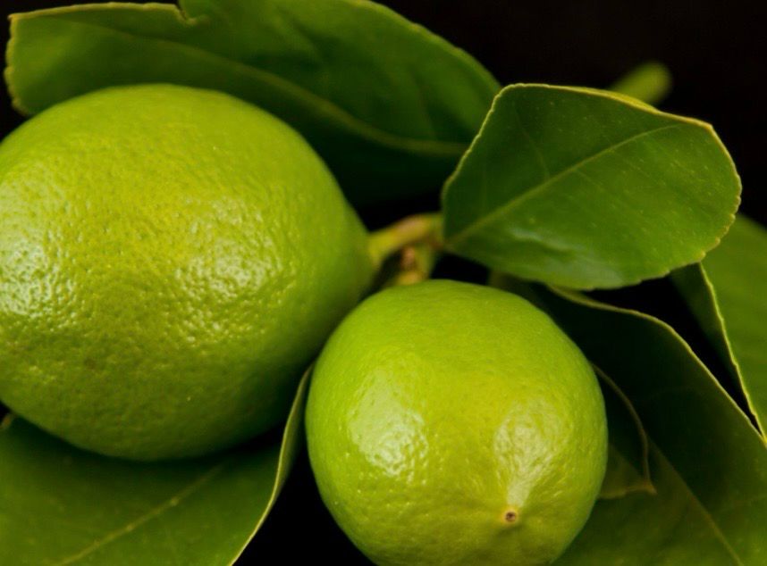 Tahitian Or Persian Lime Grafted 5 L Pot