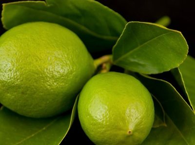 Tahitian Or Persian Lime Grafted 5 L Pot