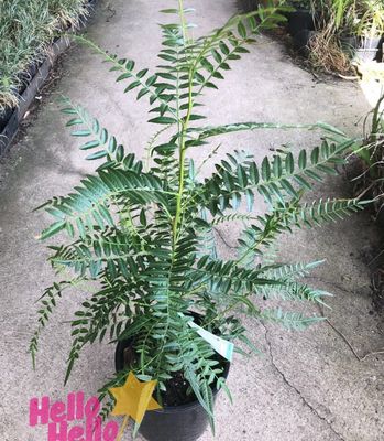 Schinus Molie Peppercorn Tree 4 L Pot