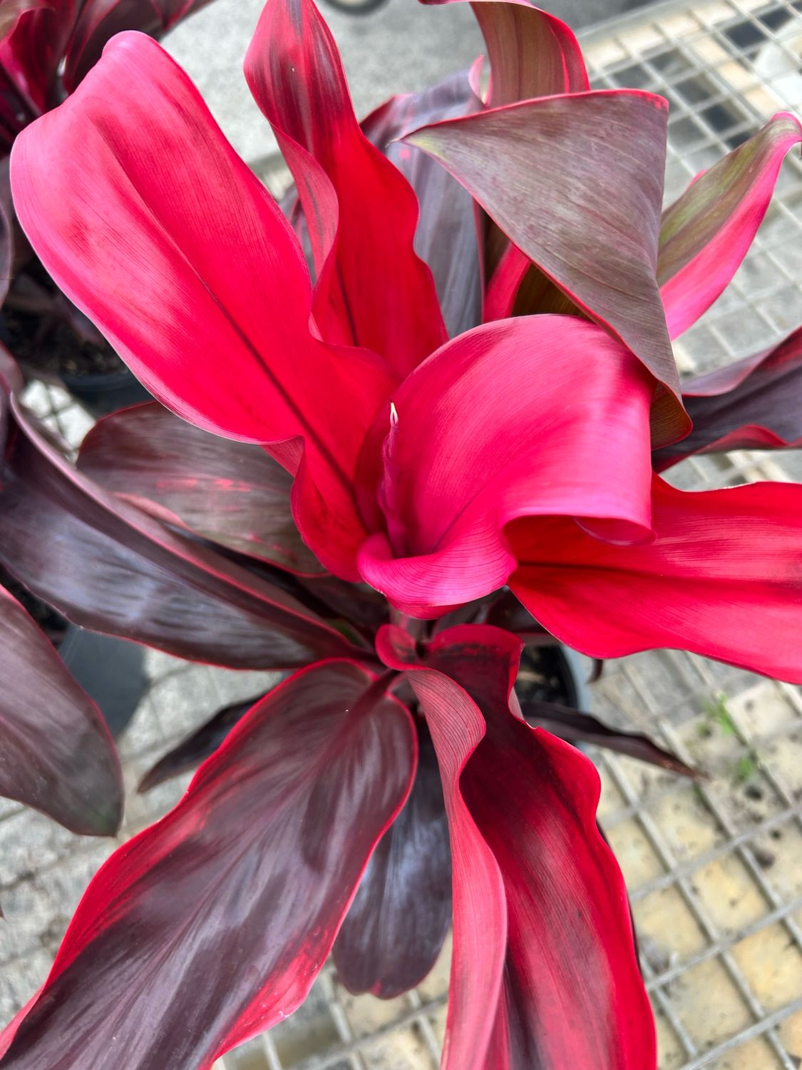 Cordyline Red Ruby 4 L Pot