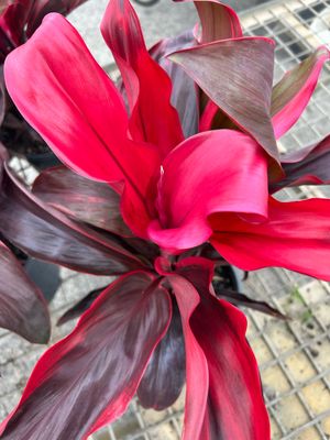 Cordyline Red Ruby 4 L Pot