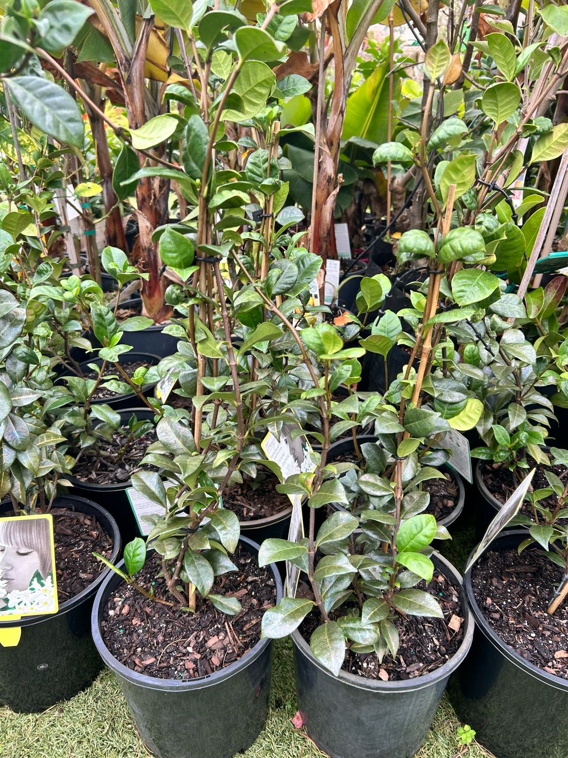 Chinese Star Jesmine 5L Pot