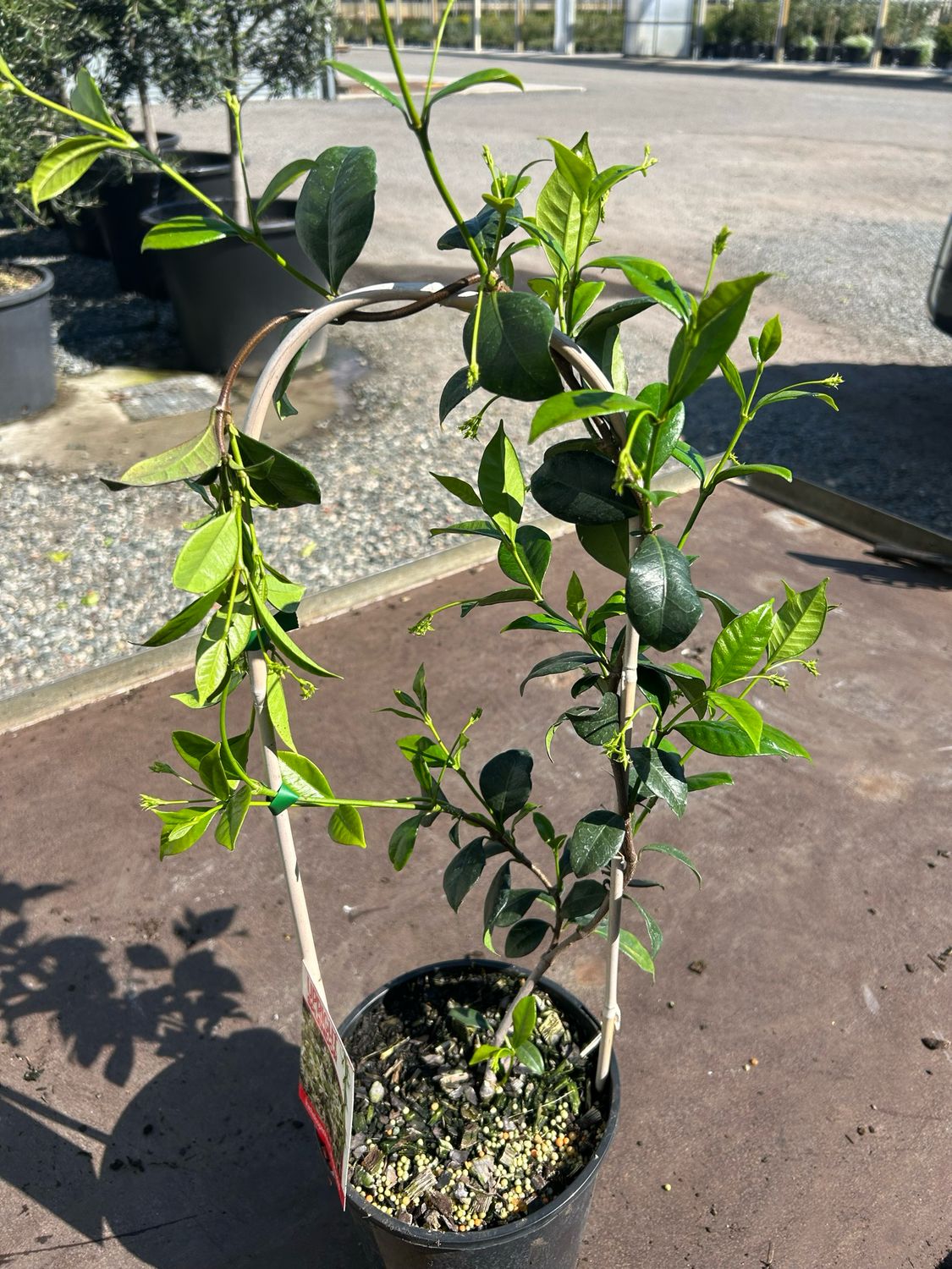 Chinese Star Jesmine 4 L Pot